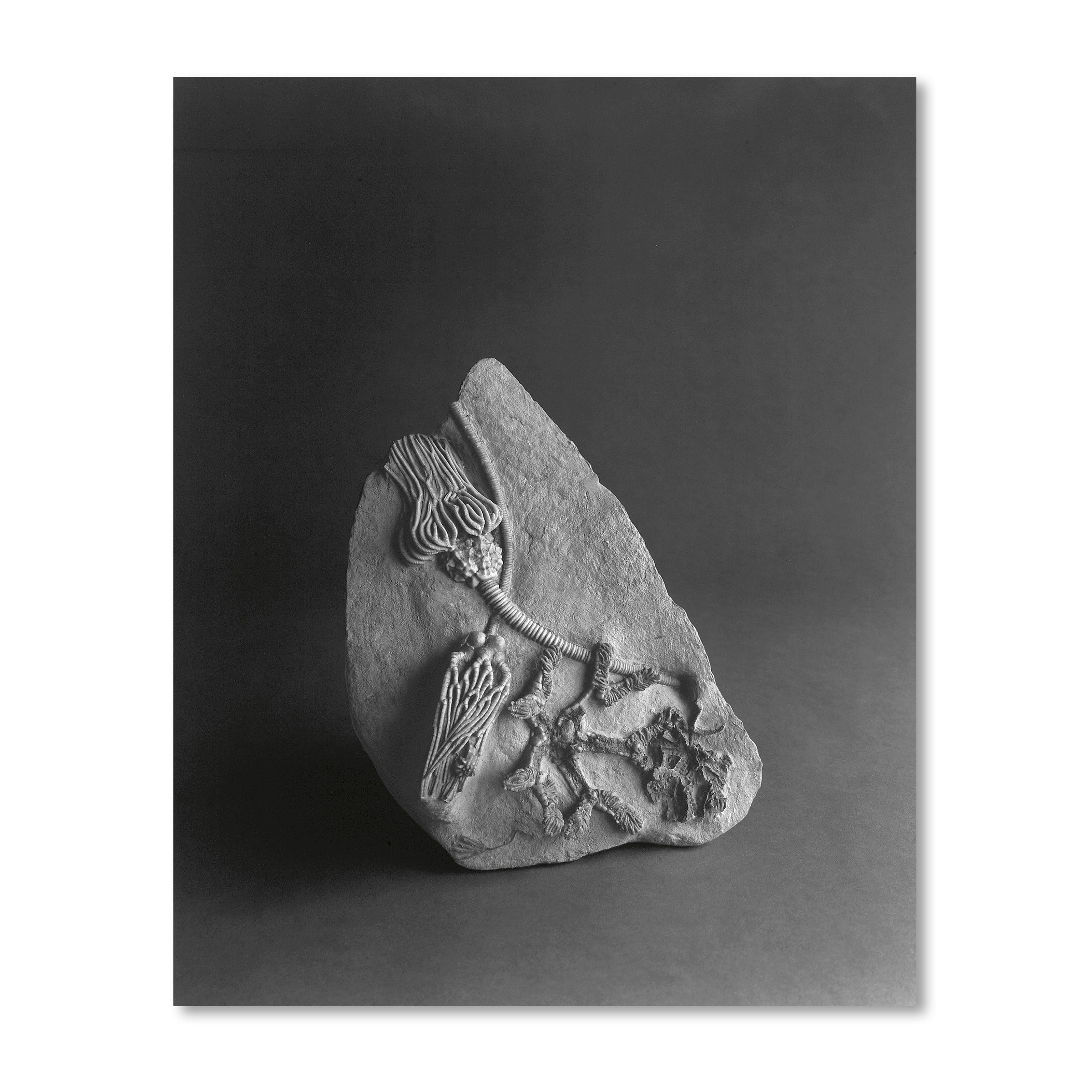 Revue Cahiers d’Art, 2014, n°1, Hiroshi Sugimoto, Limited Edition including original Artwork image 3