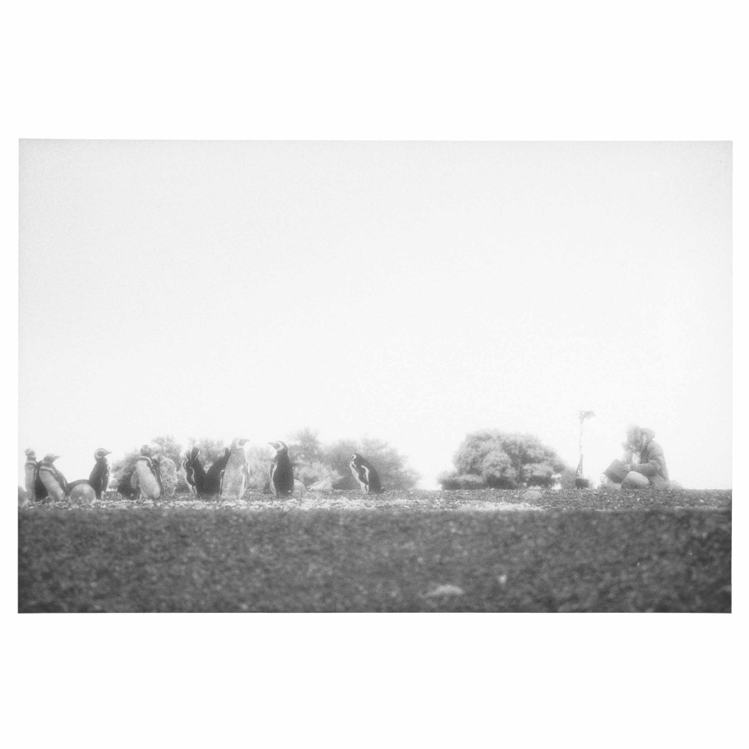 Philippe Parreno. Speaking to the Penguins, 2013 image 1