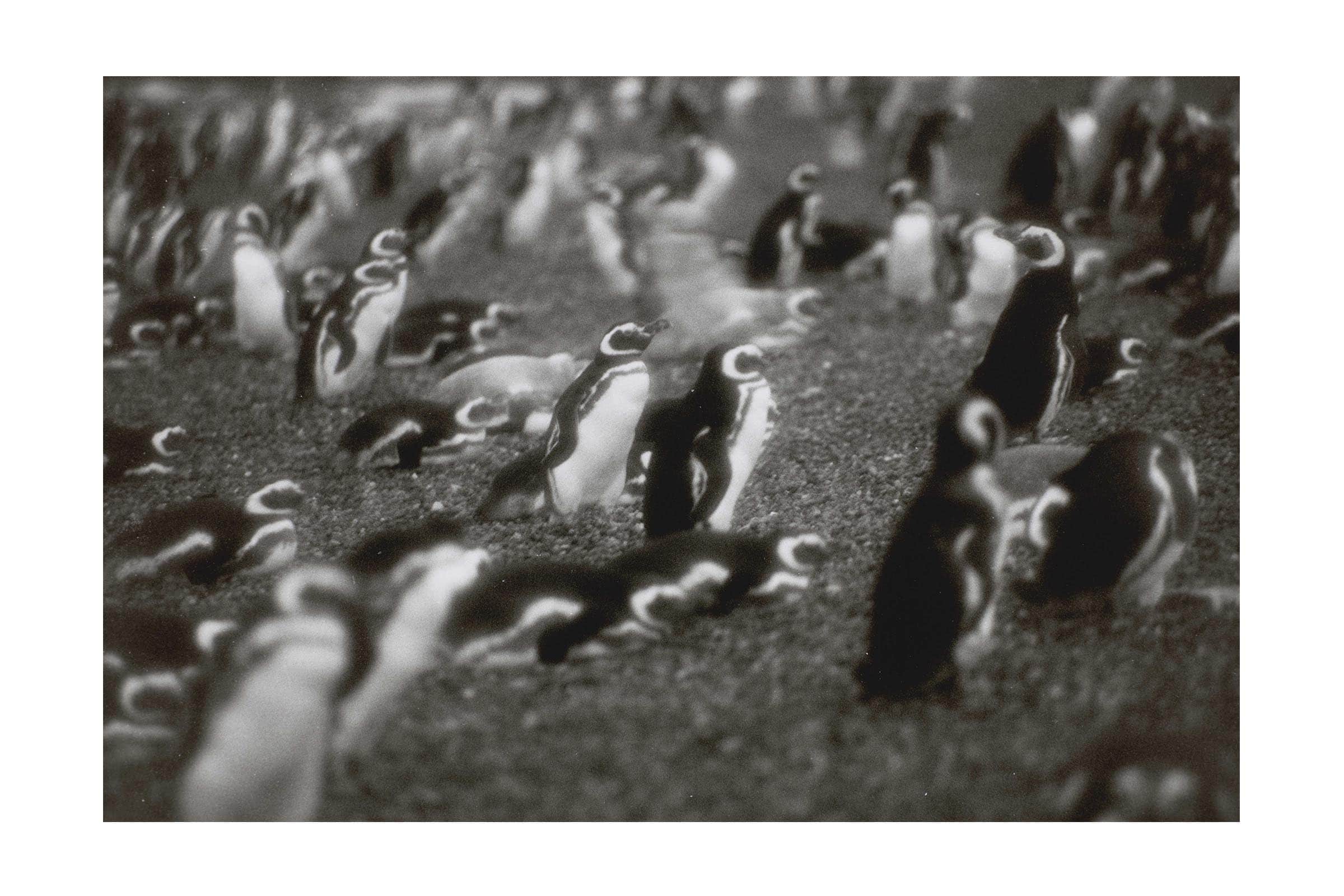 Philippe Parreno. Speaking to the Penguins. Triptych, 2013 image 0